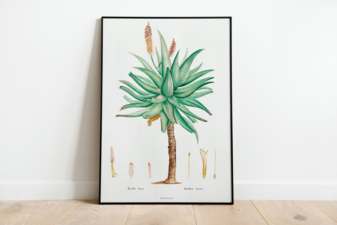 Aloe Ferox Vintage Botanical Illustration Succulent Plant Wall Poster