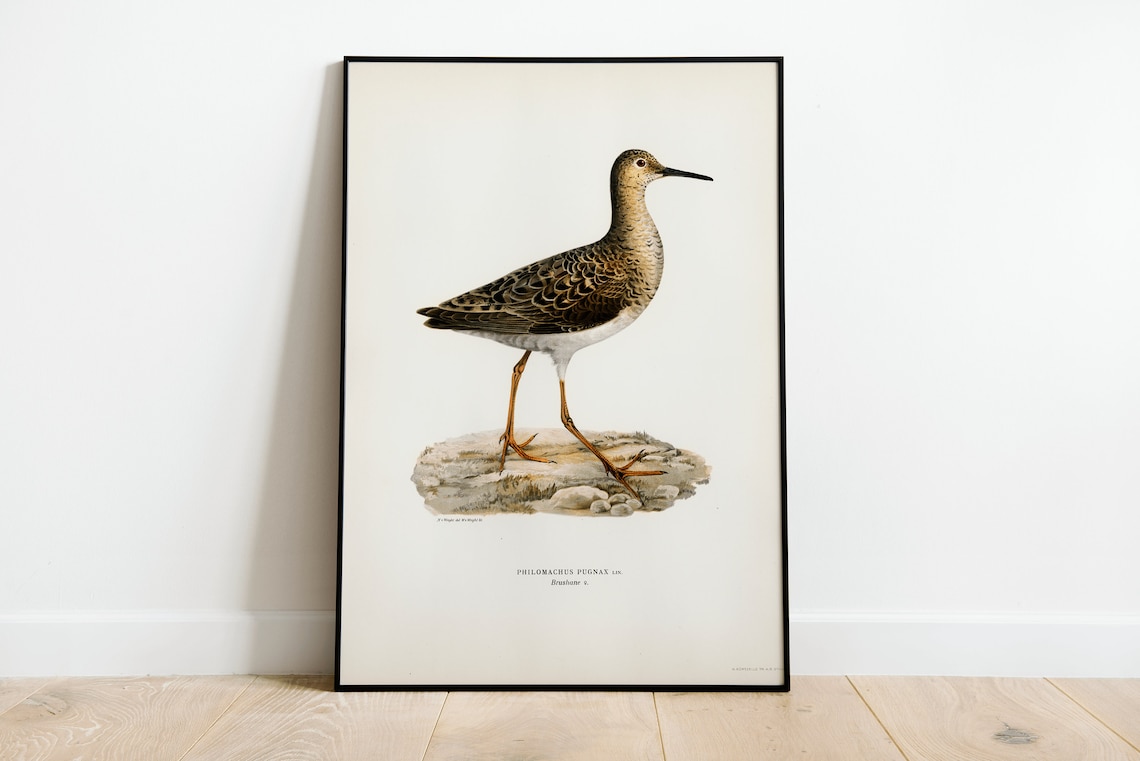 Ruff Female Vintage Ornithological Bird Illustration Art Poster