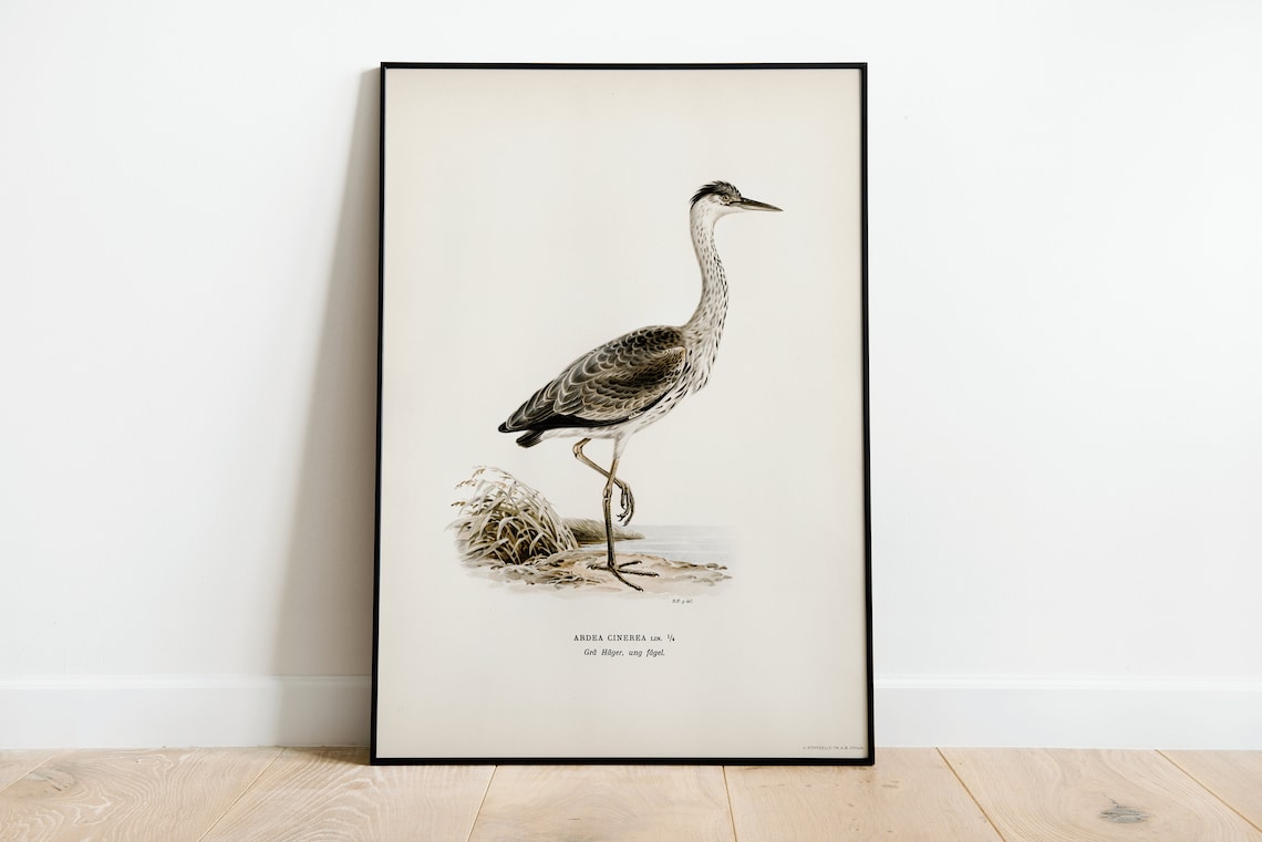 Grey Heron Bird Vintage Nature Art Print