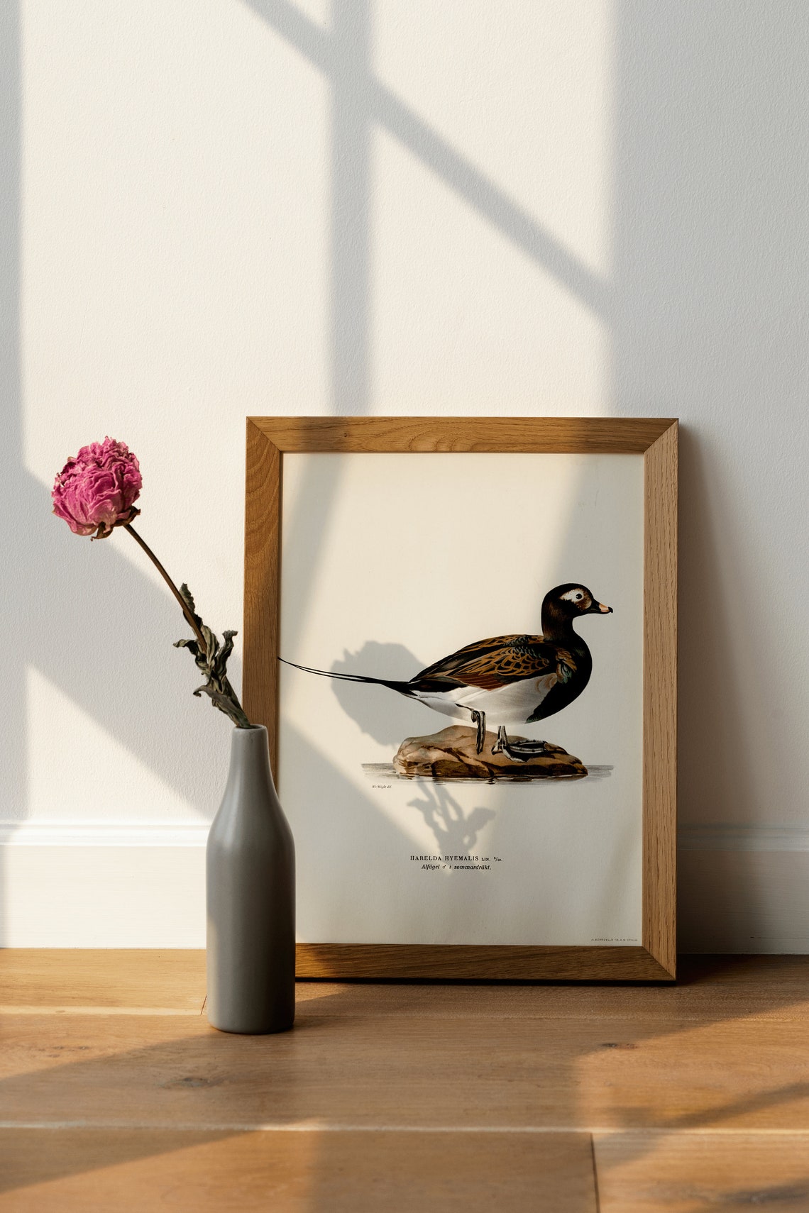 Long Tailed Duck Male Vintage Bird Illustration Archival Poster - Image 4