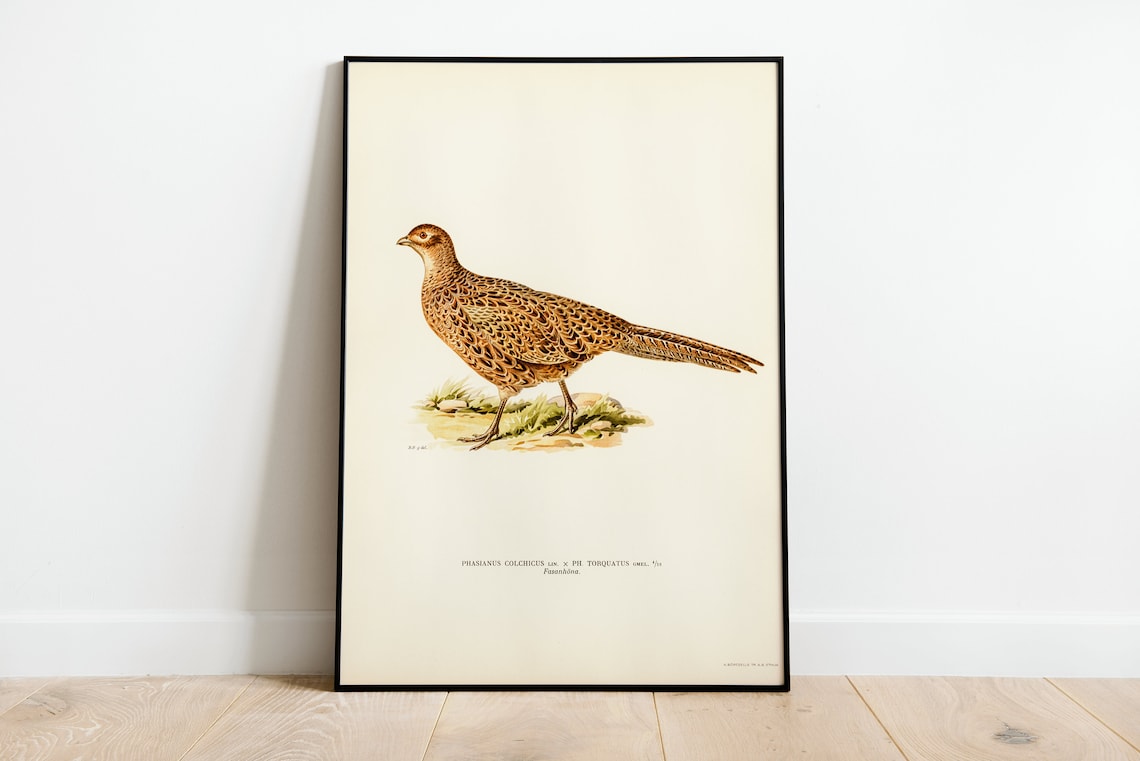 Pheasant Female Bird Vintage Nature Art Print
