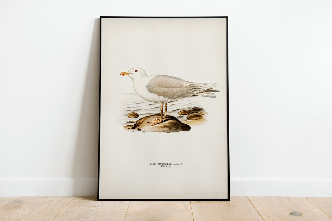 Glaucous Gull Larus Hyperboreus Vintage Seabird Illustration Print