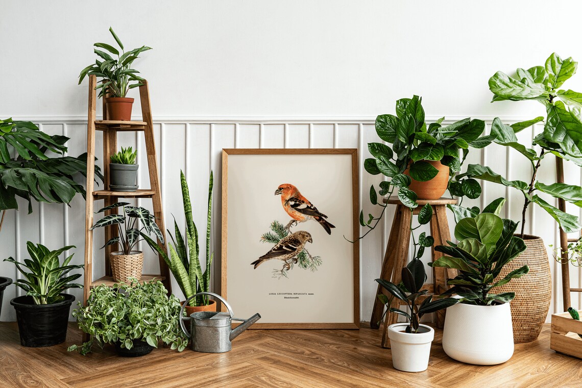 Two Barred Crossbill Vintage Nature Art Print - Image 3