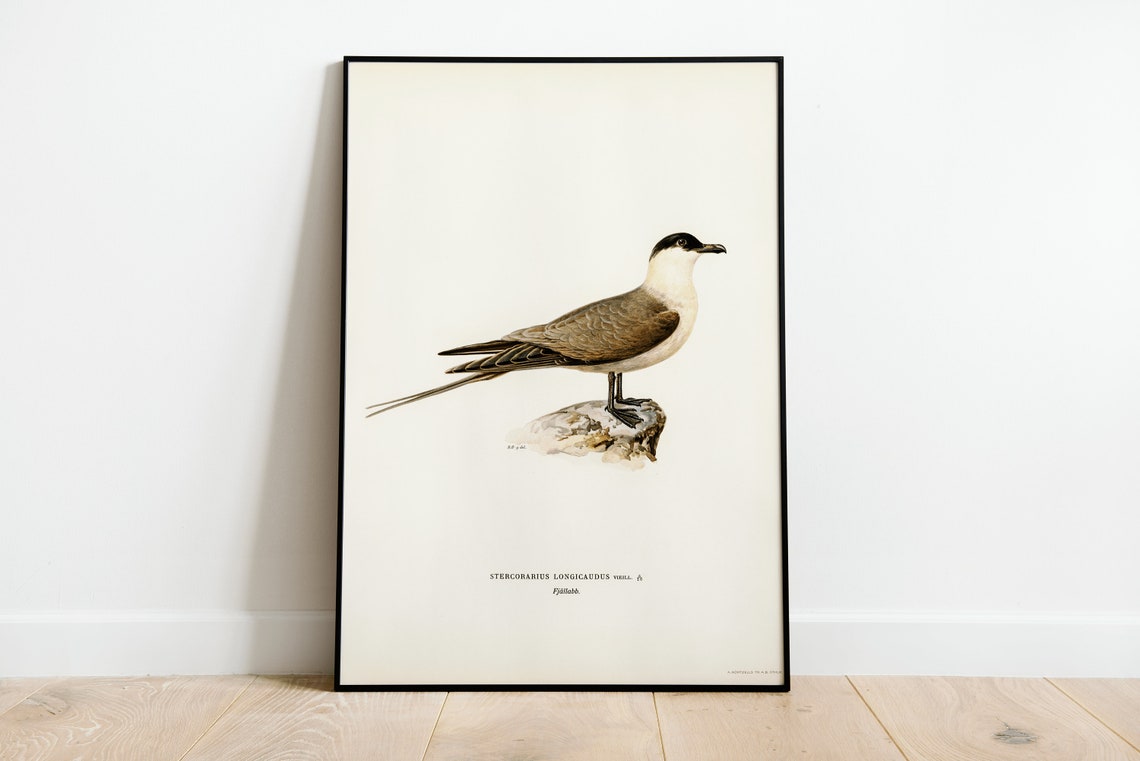 Long Tailed Jaeger Vintage Seabird Ornithology Illustration Print
