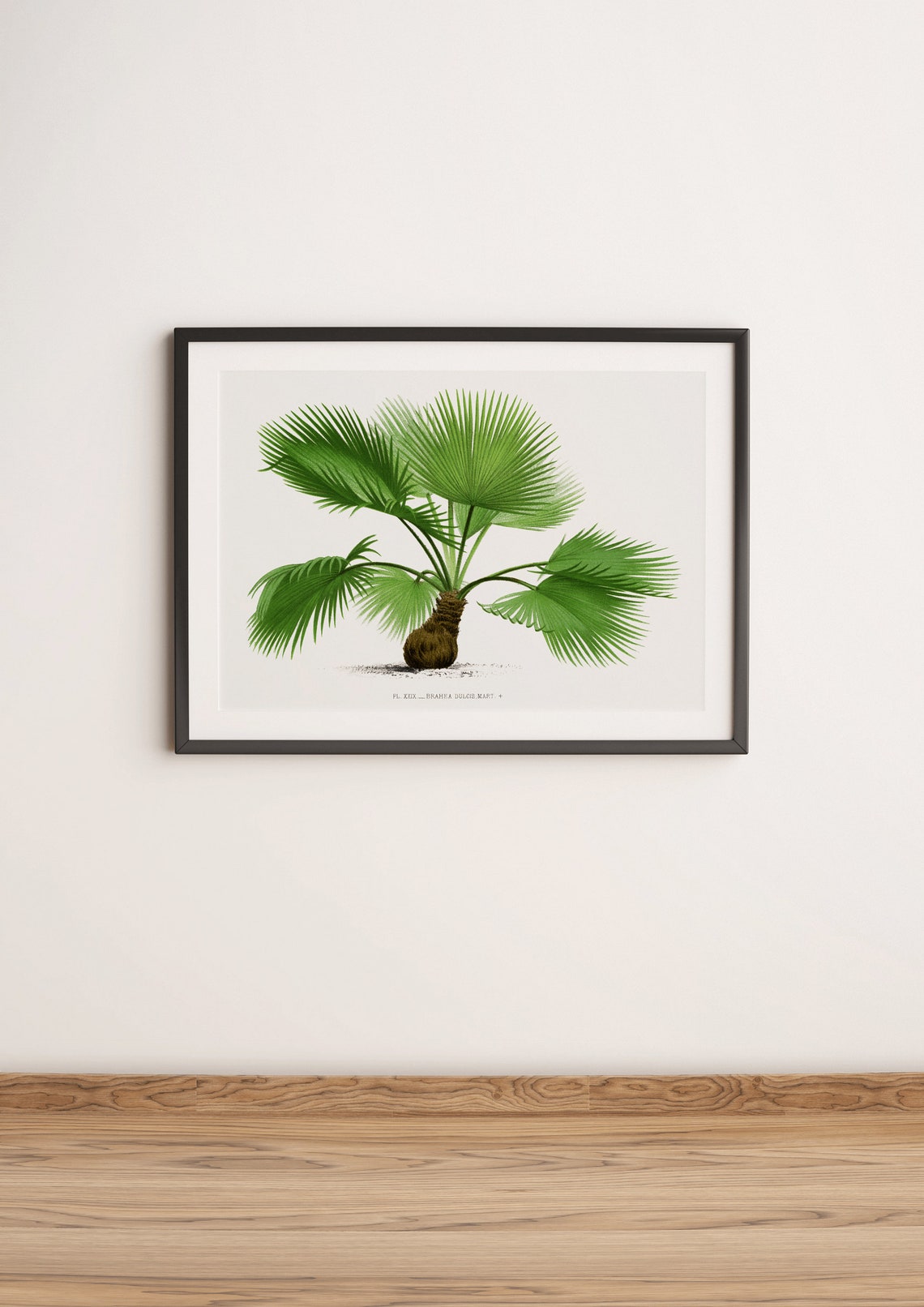 Brahea Dulcis Vintage Palm Tree Botanical Illustration Art Poster - Image 3