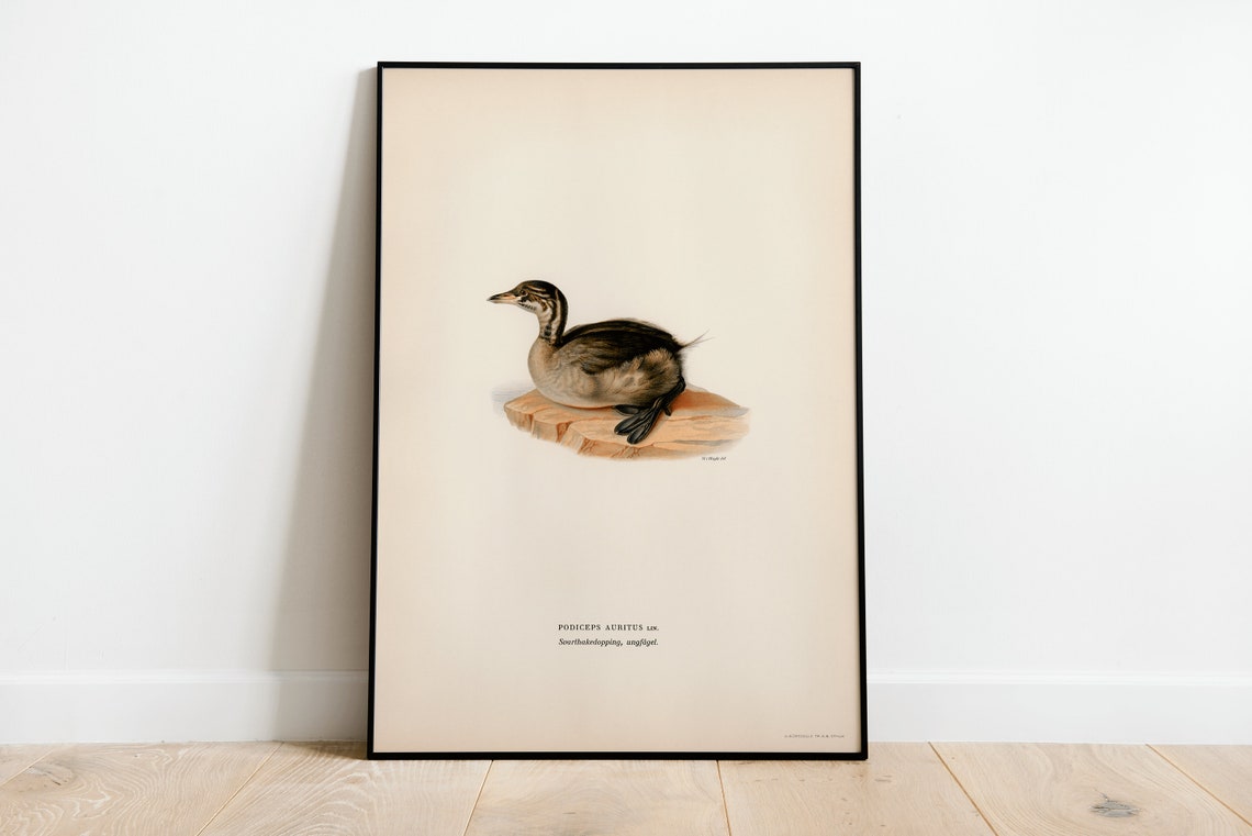 Horned Grebe Juvenile Antique Vintage Naturalist Waterbird Poster