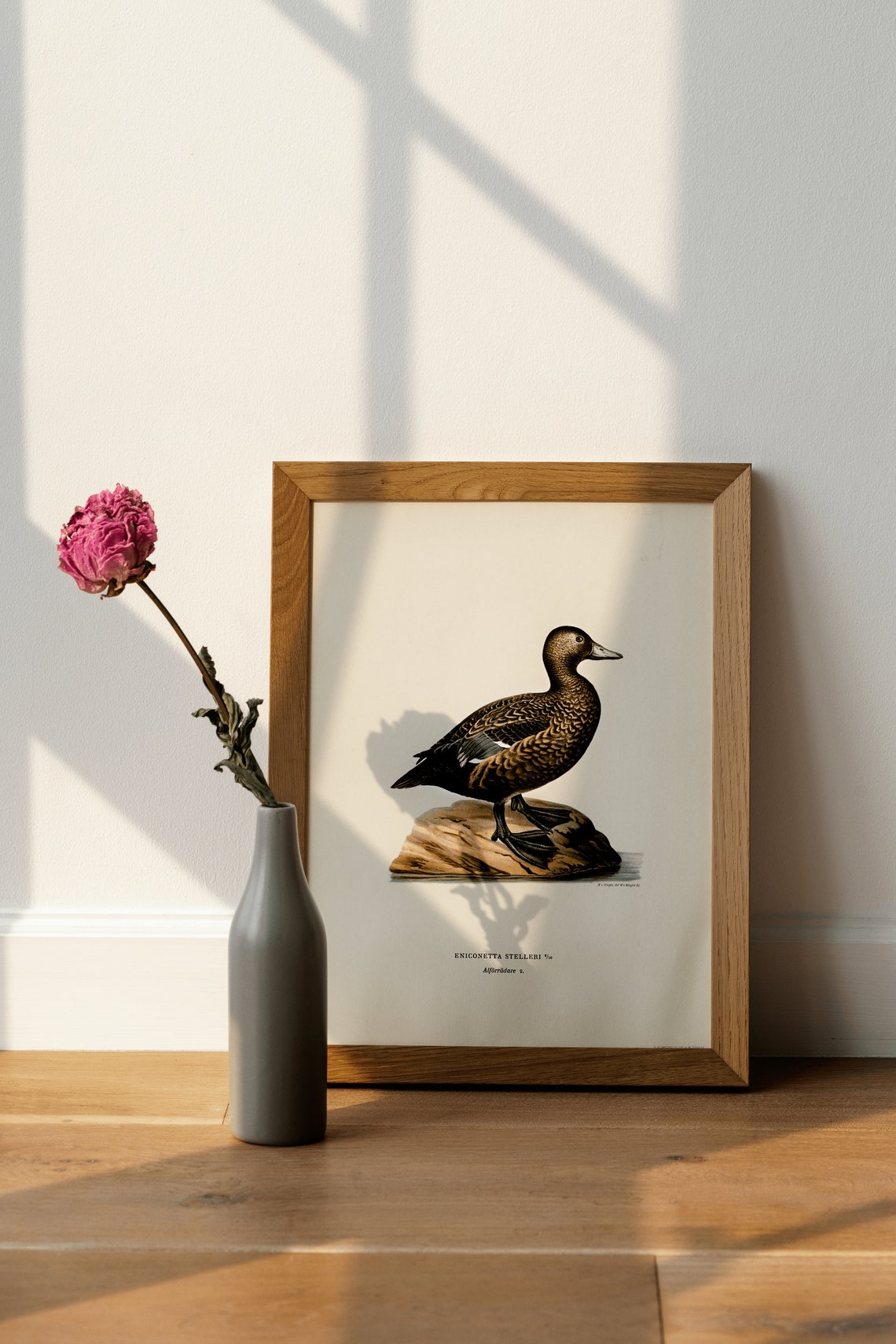Stellers Eider Duck Vintage Natural History Bird Illustration Print - Image 3