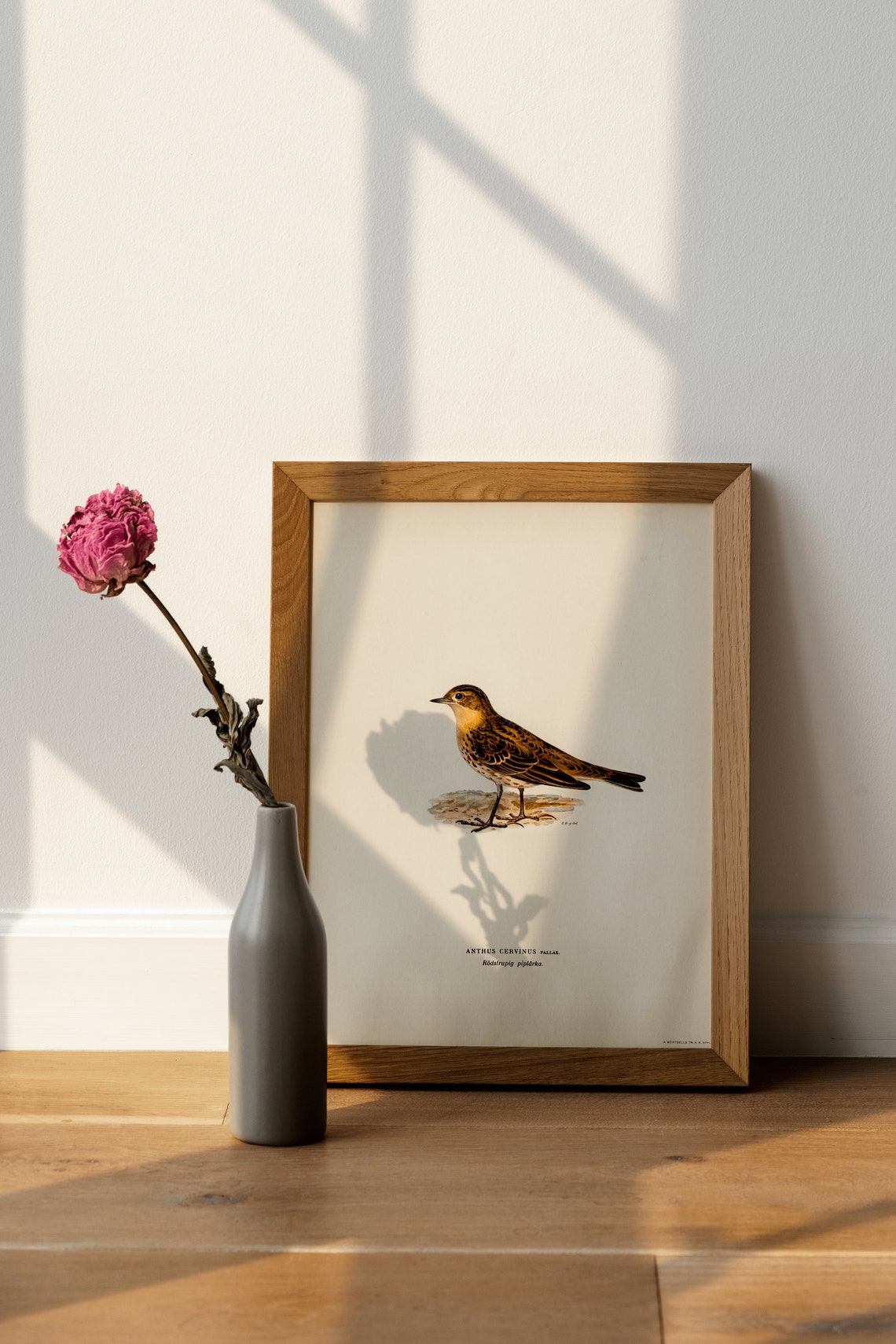 Red Throated Pipit Anthus Cervinus Vintage Bird Illustration Print - Image 4