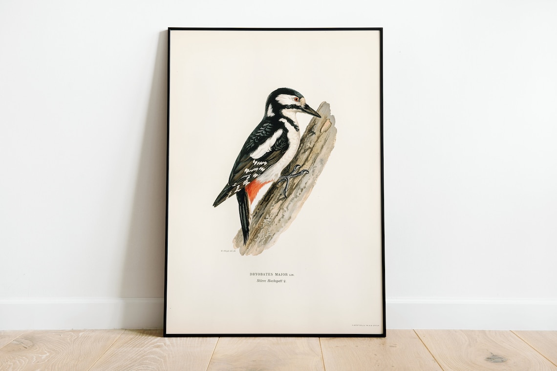 Great Spotted Woodpecker Female, Vintage Nature Poster