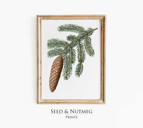 Pine Cone Branch With Spruce Vintage Botanical Watercolor Print