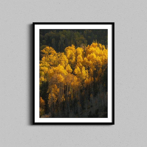 Aspen Trees Colorado Autumn Landscape Art Print