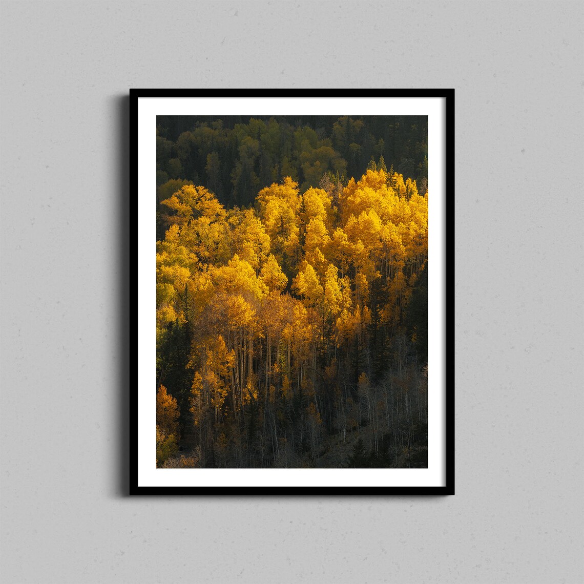 Aspen Trees Colorado Autumn Landscape Art Print