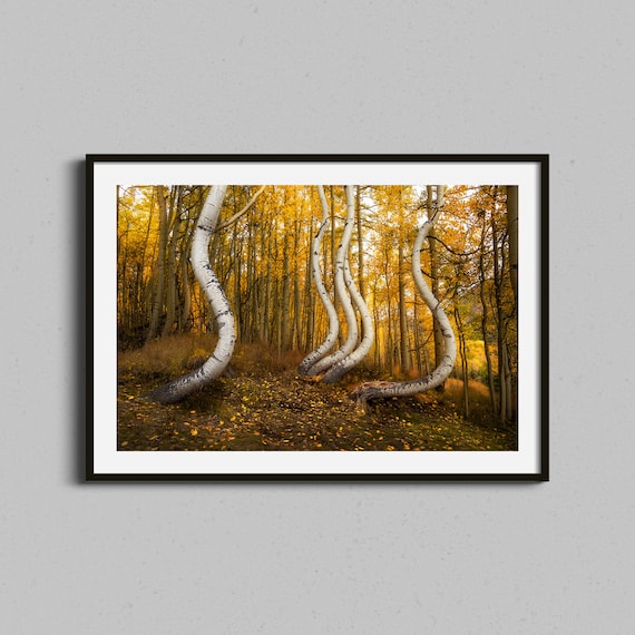 Golden Aspen Forest Autumn Curved Birch Trunks Colorado Nature Poster