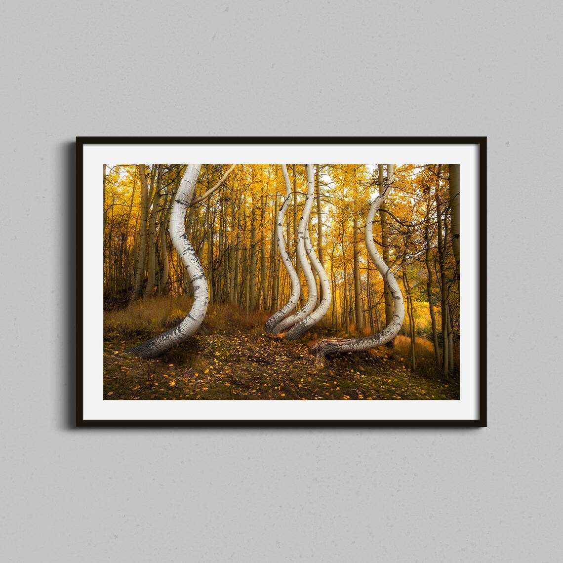 Golden Aspen Forest Autumn Curved Birch Trunks Colorado Nature Poster