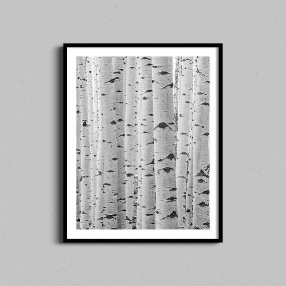 Black And White Aspen Tree Wall Art Abstract Colorado Forest Fine Photograph Nature Framed Photography Print Farmhouse Decor
