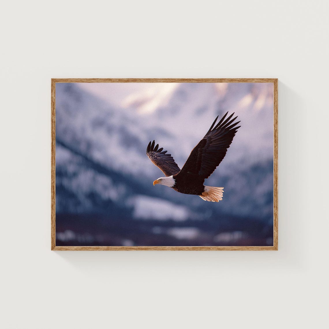 Bald Eagle Soaring Over Snowy Mountain Valley Wildlife Photo Poster