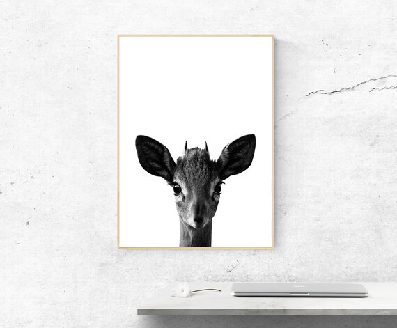 Black and White Baby Deer Fawn Peeking Minimalist Photo Poster