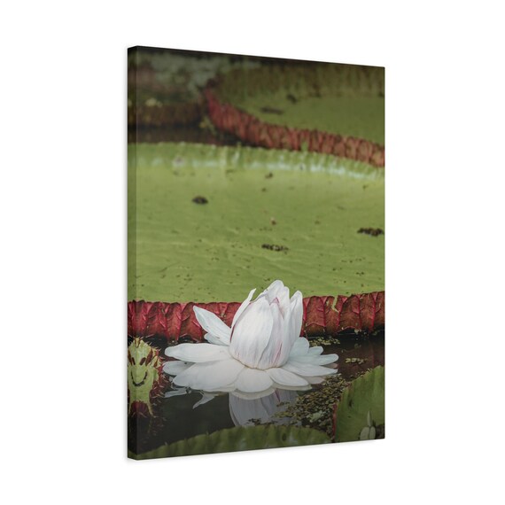 White Amazon Water Lily Botanical Wall Art Victoria Amazonica Flower Photography Print Calm Tropical Pond Nature Poster For Home Dcor