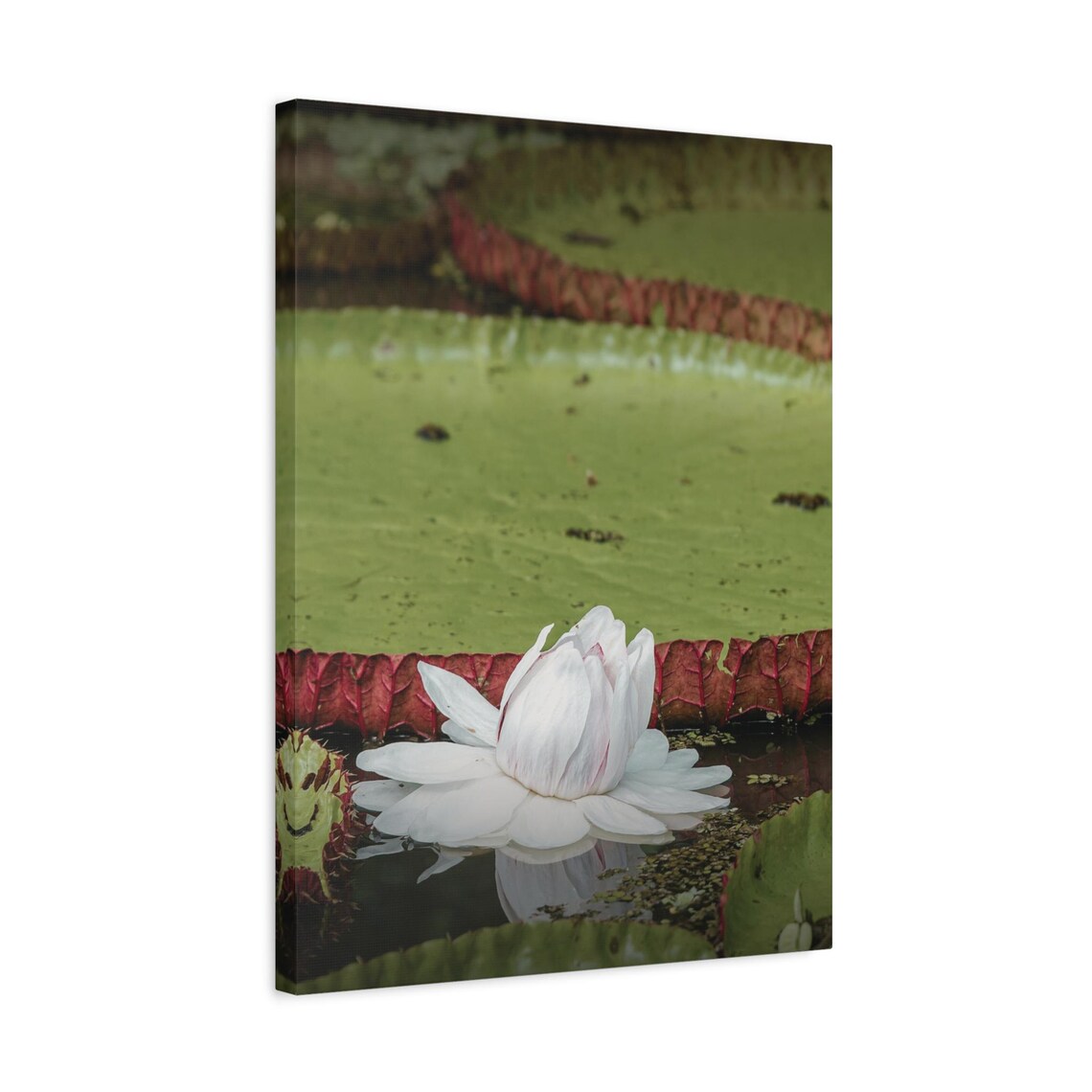 White Victoria Amazonica Water Lily Flower Photography Wall Art