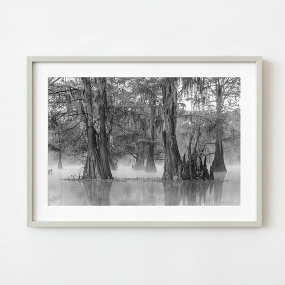 Misty Cypress Swamp Spanish Moss Black And White Water Photo Poster
