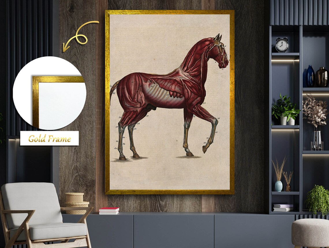 Equine Muscles And Nervous System, Horse Anatomy - Image 4