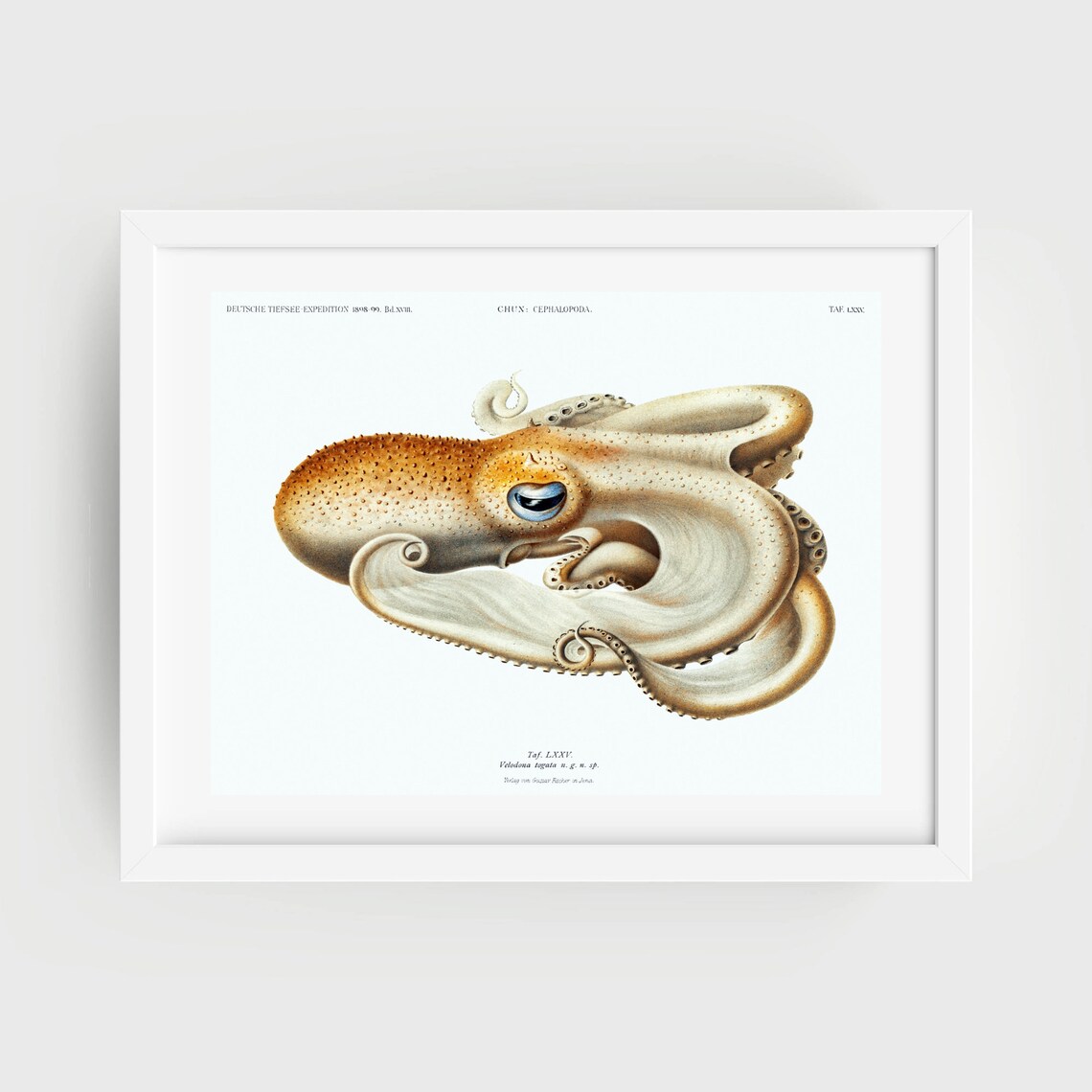 Art Print Din A4 Octopus Octopus Octopus Squid Vintage Retro Gift Print Poster Picture Without Frame
