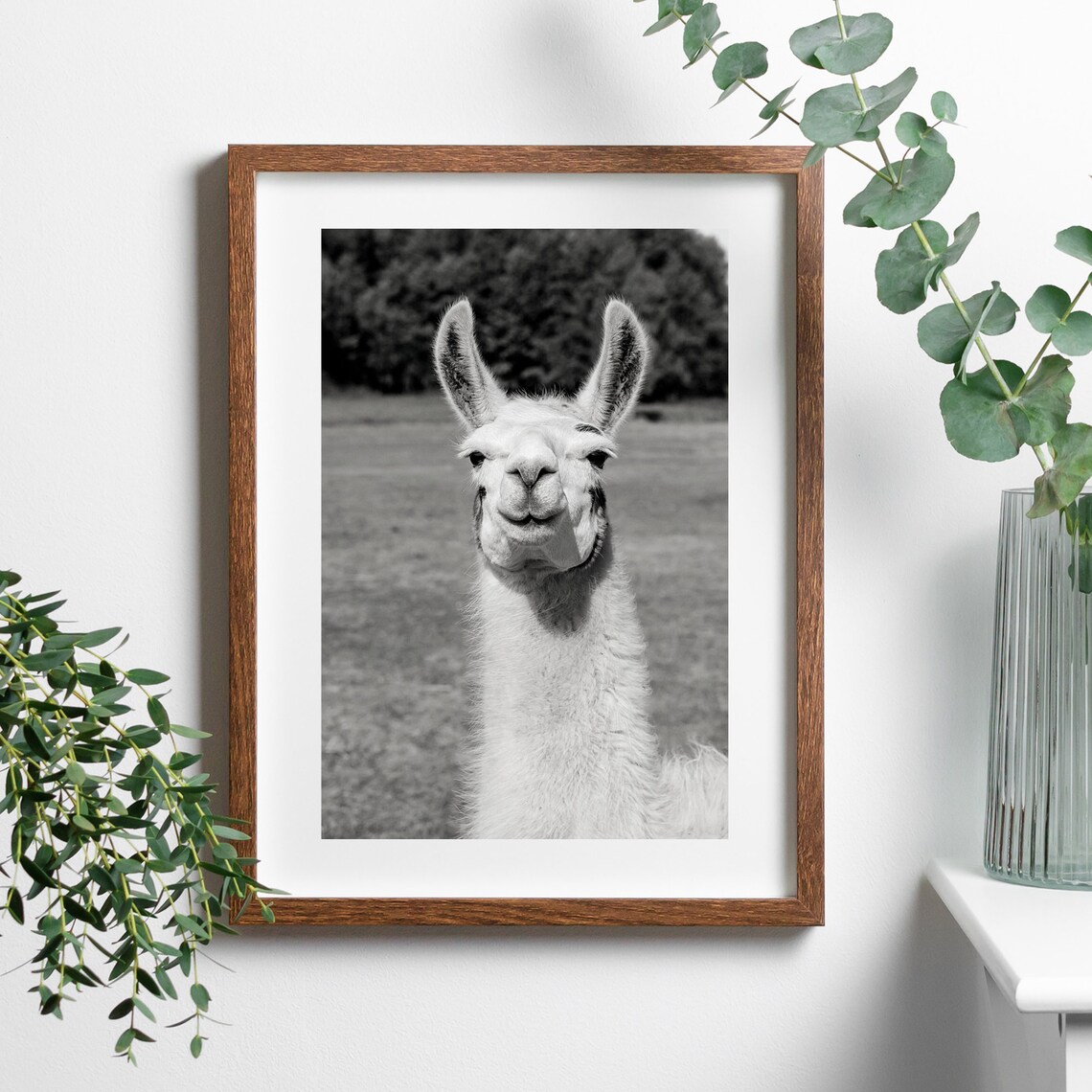 White Alpaca Black White Photo Portrait Cute Funny Animal Gift Poster