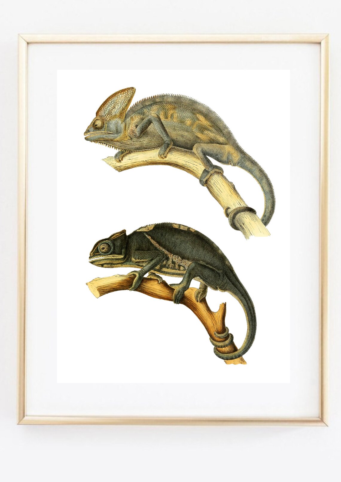 Vintage Chameleon Natural History Engraving Two Lizards Wall Art Print - Image 3