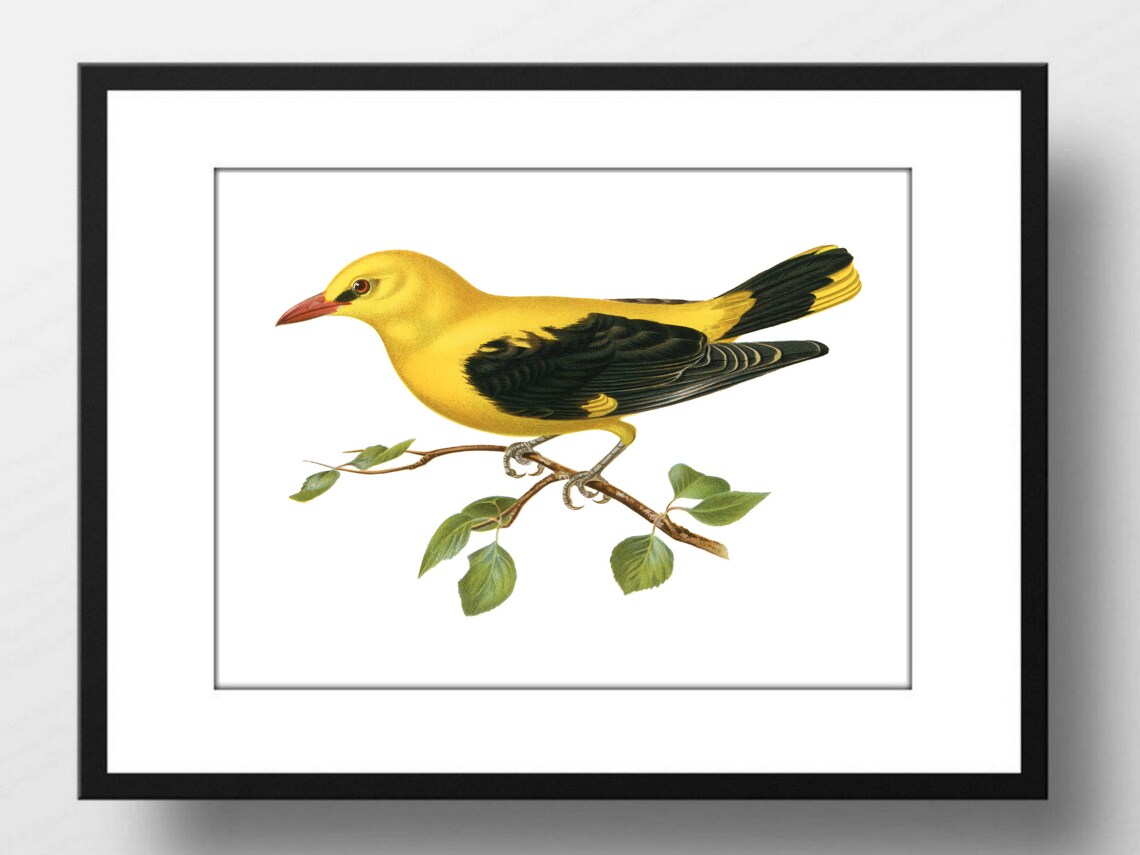 Golden Oriole Vintage Ornithology Illustration Yellow Bird Art Print - Image 2