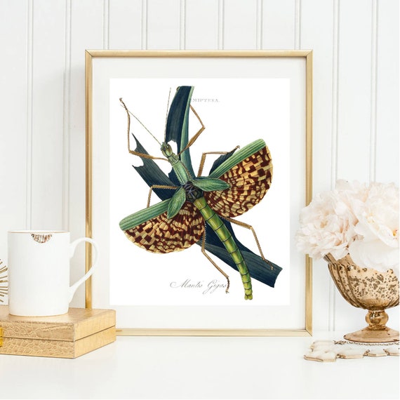 Din A4 Art Print Unframed Praying Mantis Display Board Antique Retro Grasshopper Grasshopper Country House Romance Nature Picture Poster Gift