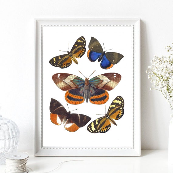Din A4 Art Print Without Frame Butterfly Butterflies Moth Moth Display Board Retro Vintage Poster Print Picture