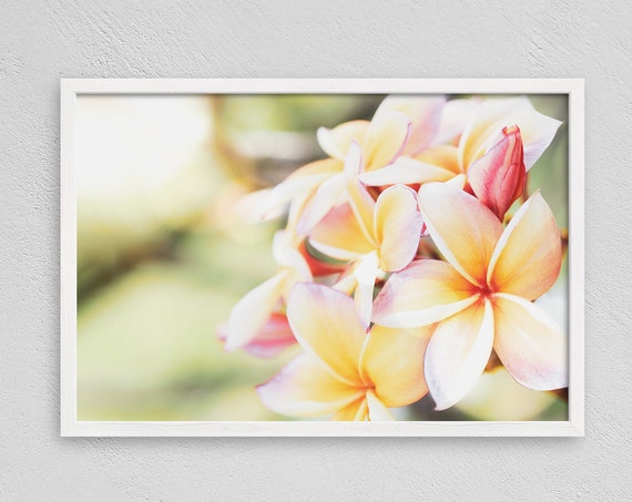 Hawaiian Plumeria Beach Art Print