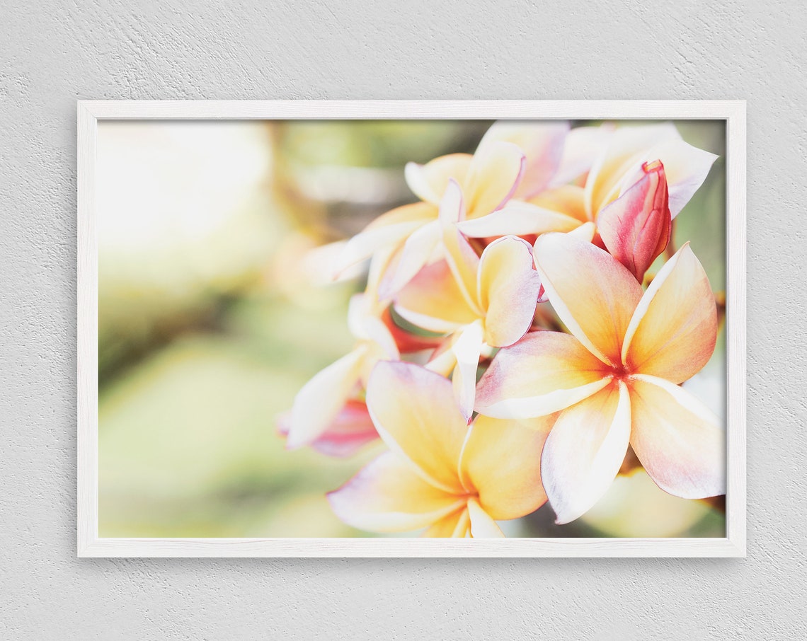 Hawaiian Plumeria Beach Art Print