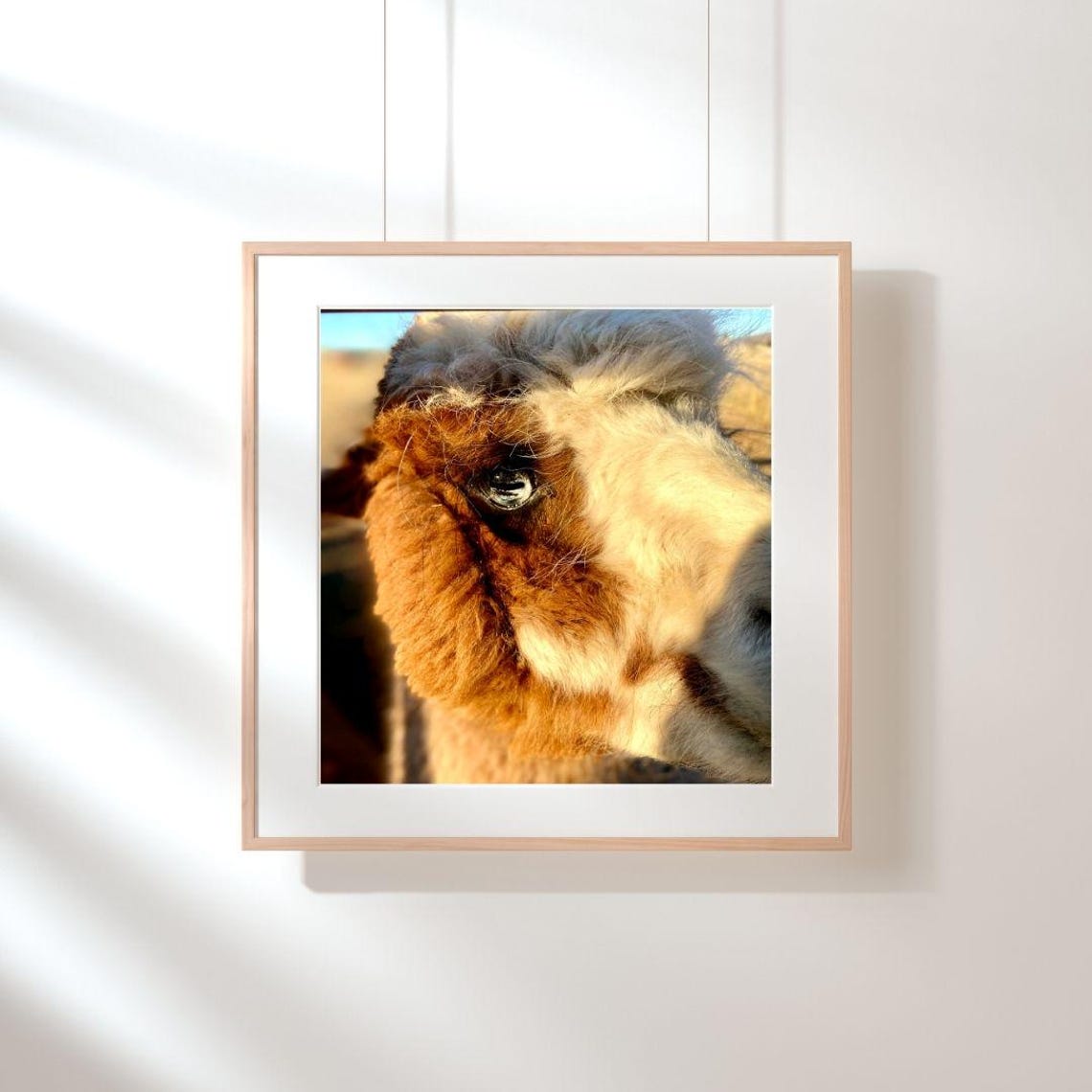 Fluffy Dog Close Up Soulful Eye Golden Fur Cute Animal Poster