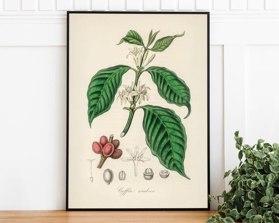Antique Coffee Plant Print Botanical Home Decor Retro Art Poster Trendy Wall Art Coffee Lover Gift