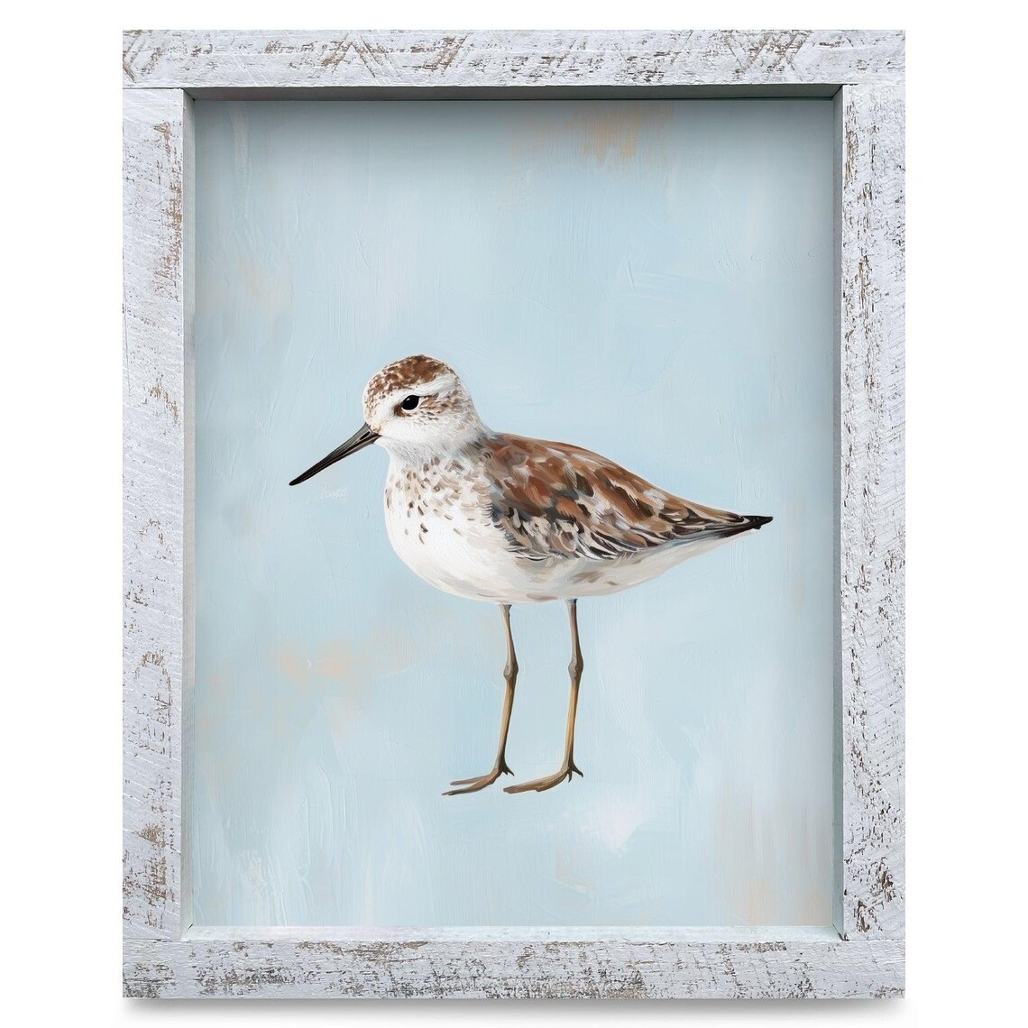 Delicate Sandpiper Shorebird Watercolor Coastal Painting Poster