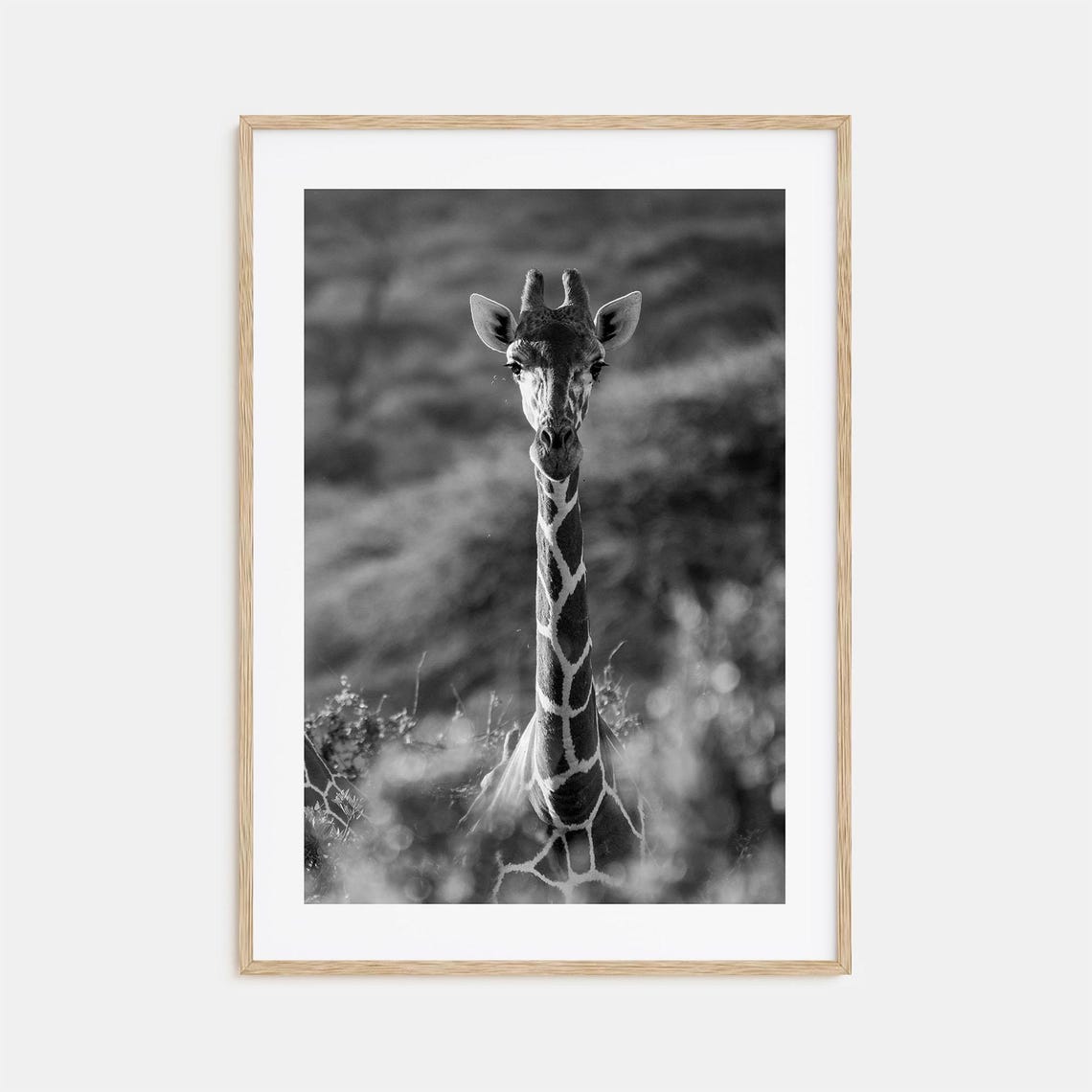Giraffe Looking Straight At The Camera Black And White Wildlife Poster