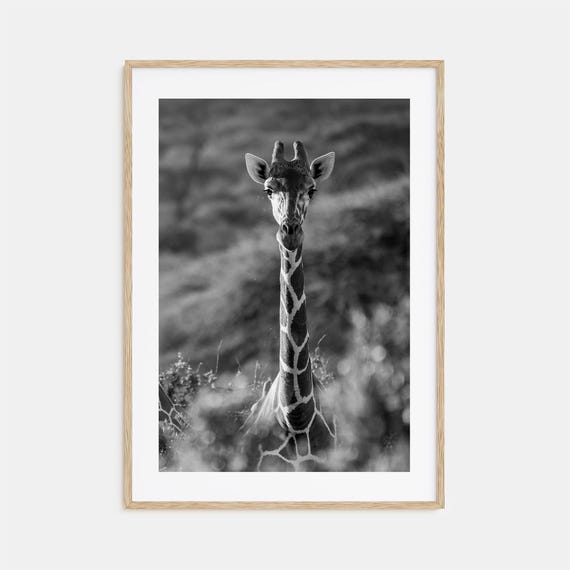 Giraffe Photo Poster Print No 1 Giraffe Black And White Wall Art Giraffe Wall Photography Giraffe Travel Giraffe Map Poster
