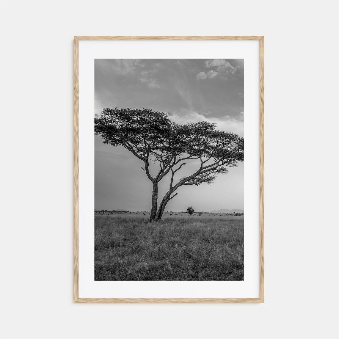 African Savanna Acacia Tree Grassland Black and White Poster