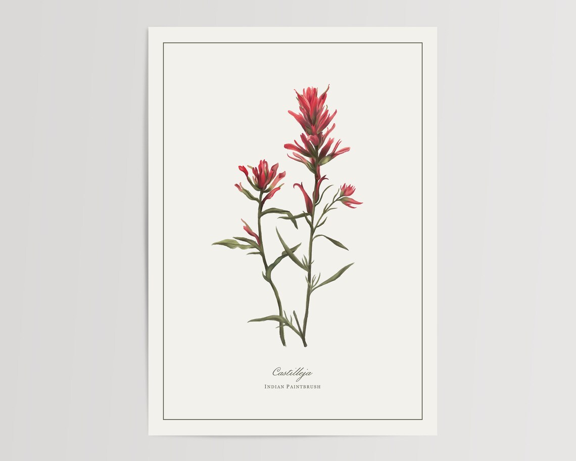 Paintbrush Botanical Watercolor Art Print