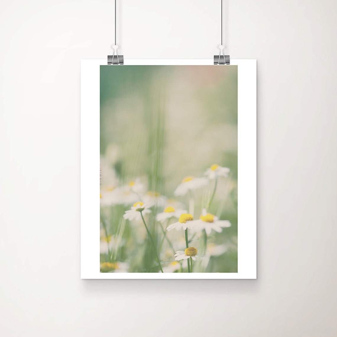 Soft Focus White Daisies in English Summer Garden Botanical Poster