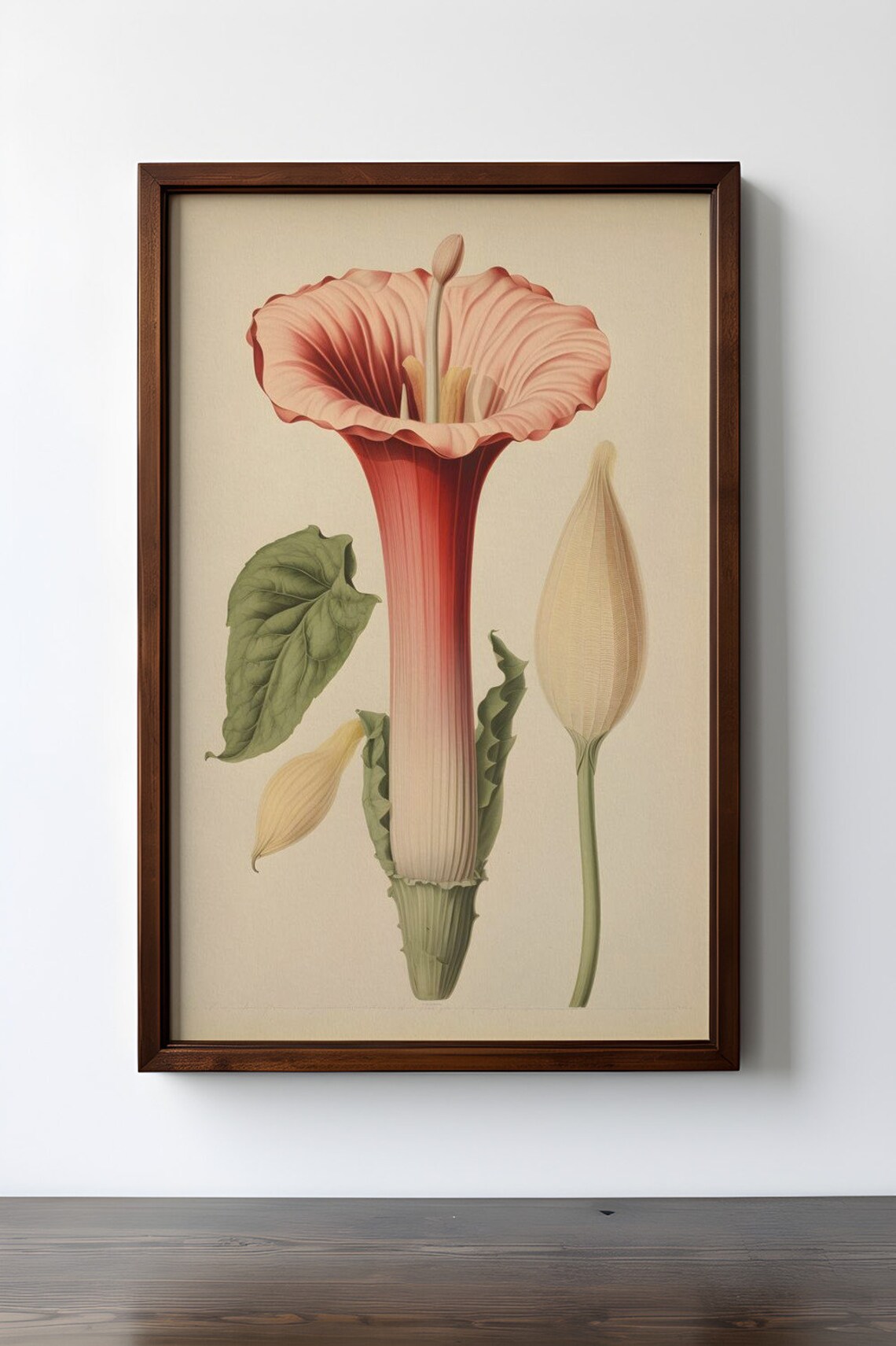 Botanical Regal Trumpet, Antique Arum Flower Sketch - Image 4