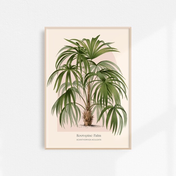 Rootspine Palm Wall Art Vintage Botanical Poster Jungle Wall Art Antique Tropical Decor Pink Green Palm Tree Art Print