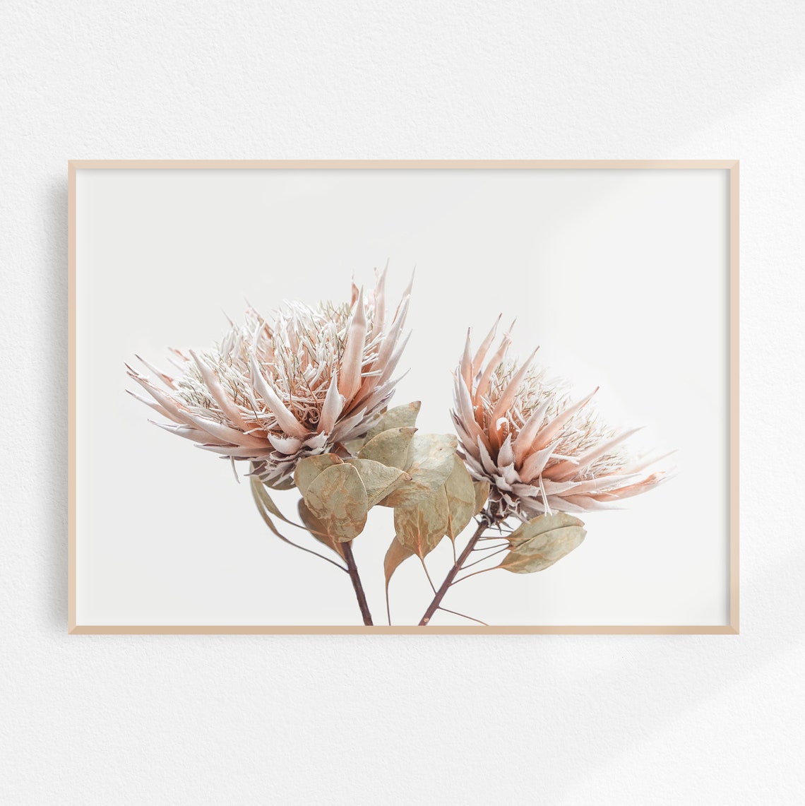 Dried Blush Protea Flowers On Neutral Background Botanical Poster