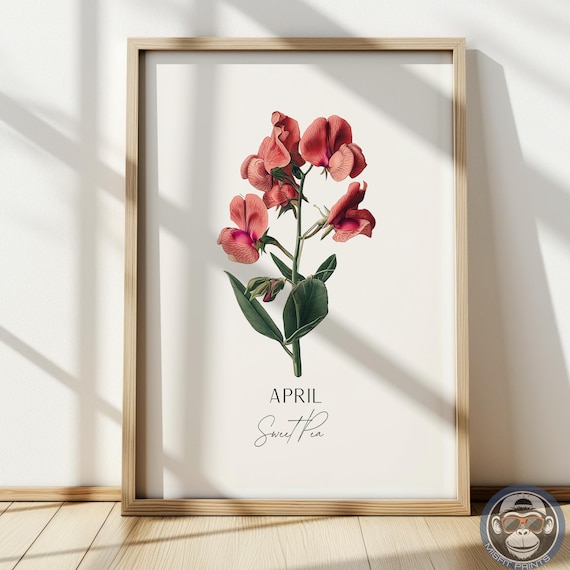 April Pink Sweet Pea Birth Flower Botanical Illustration Wall Art