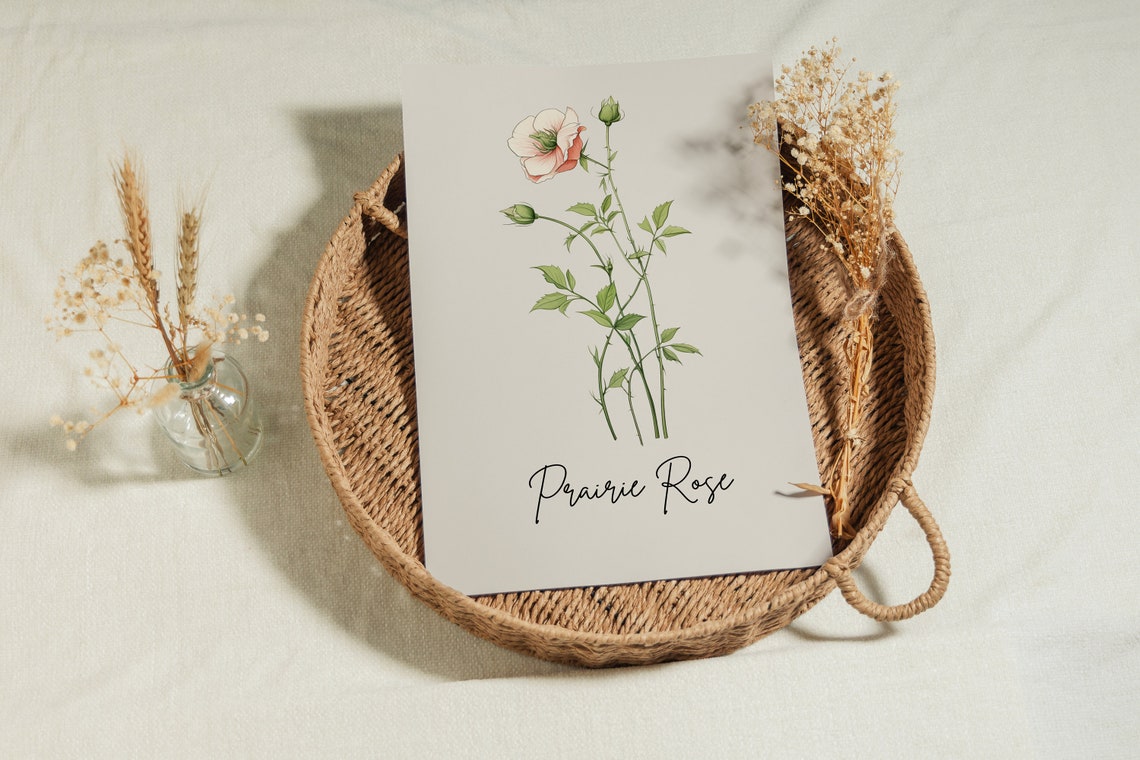 Prairie Rose Botanical Watercolor State Flower Minimalist Art Print - Image 3