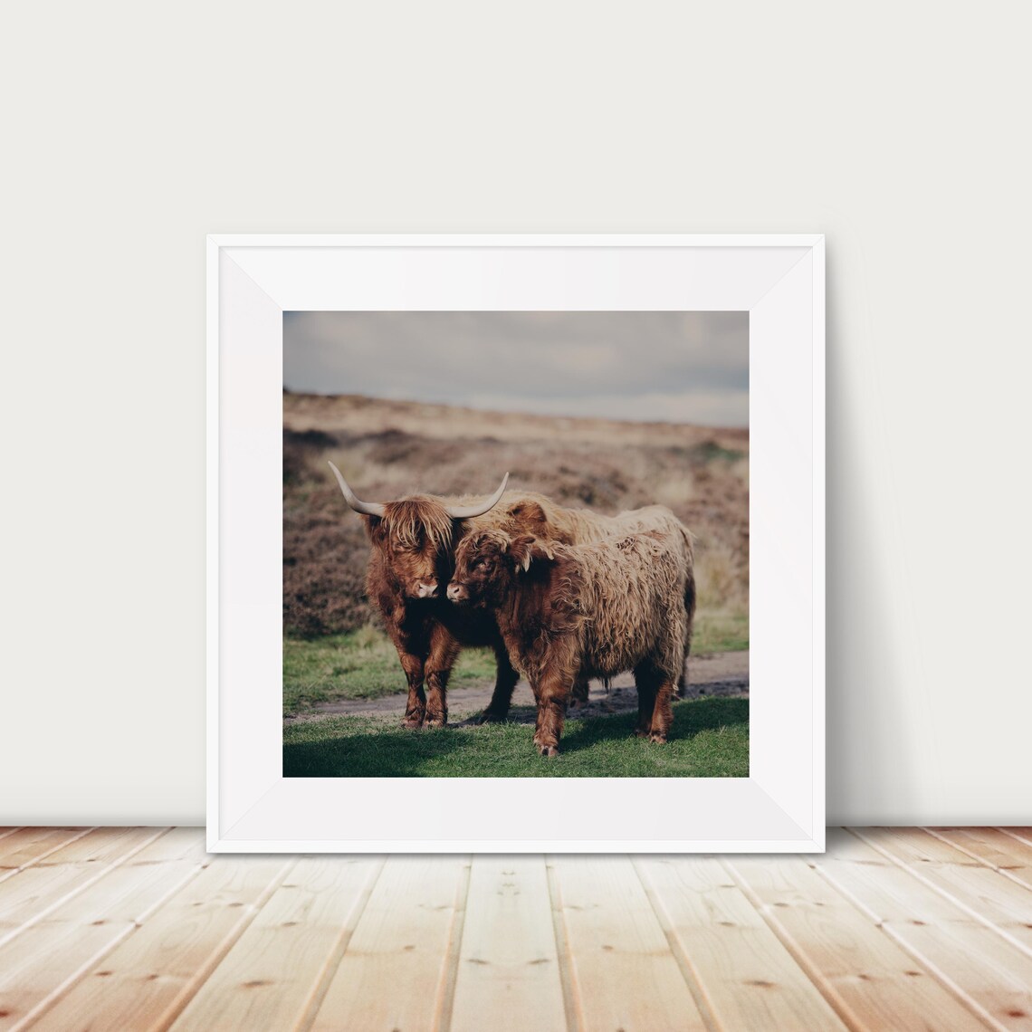 Highland Cow Mother Nuzzling Her Calf In Scotland Photo Art Poster