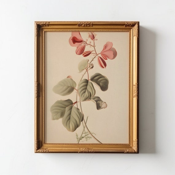 Botanical Elegance: The Coral Pea Antique Print