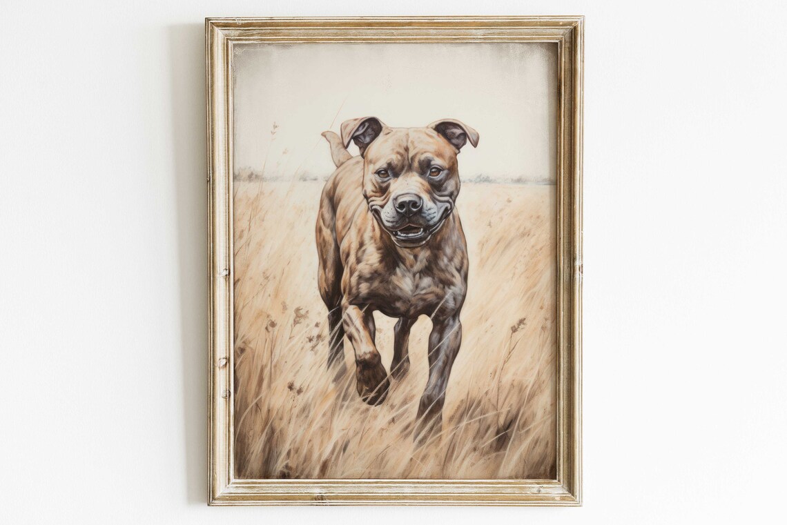 Brindle Staffordshire Bull Terrier Running Through Grass Poster