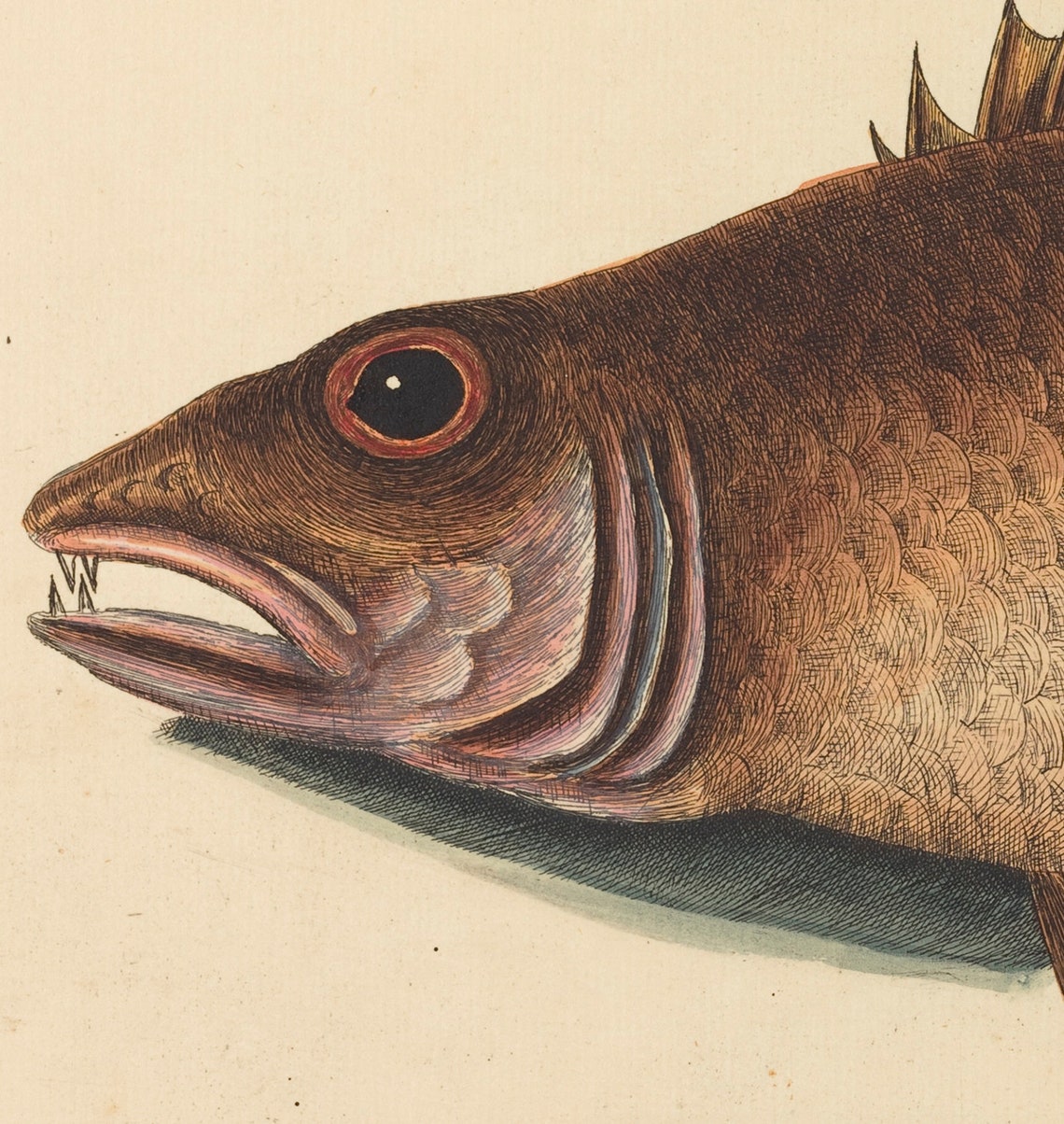 Vintage Red Snapper Fish Nautical Scientific Illustration Poster - Image 2